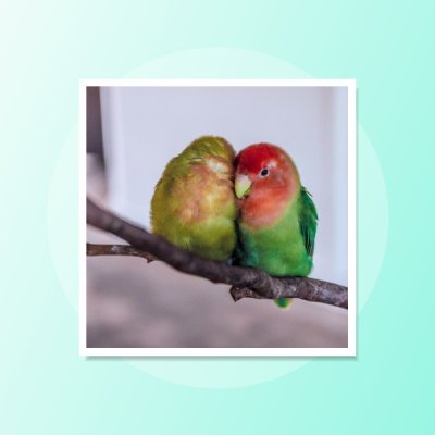 پرنده، ماهی و جوندگان