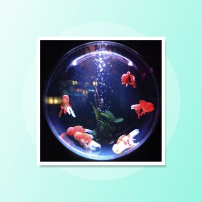 آکواریوم و ماهی
