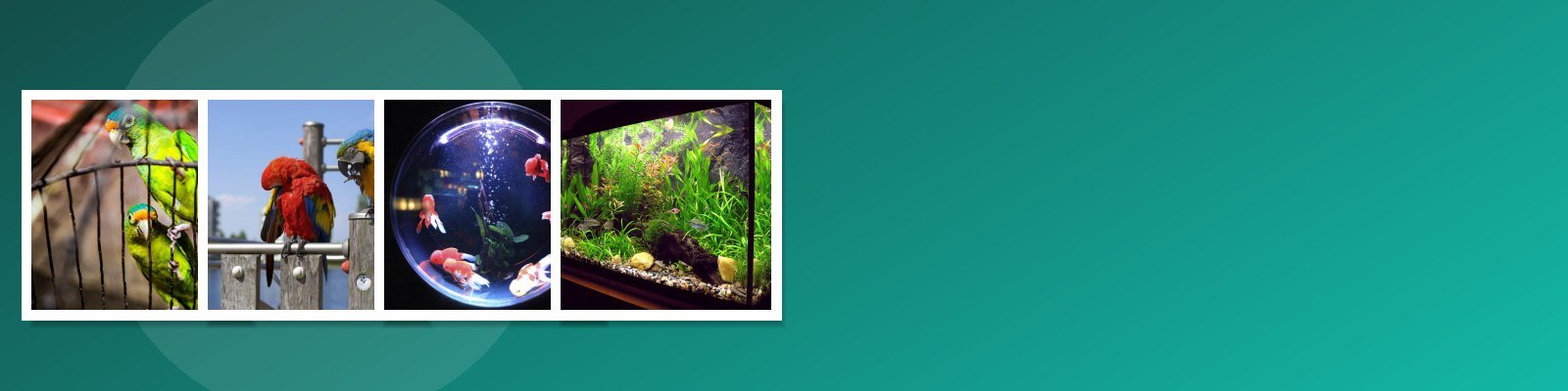 پرنده، ماهی و جوندگان